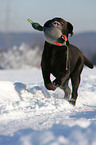 young Labrador