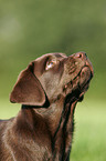 brown Labrador Puppy