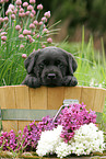 Labrador Puppy in bucket