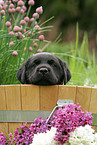 Labrador Puppy in bucket