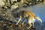 shaking Labrador