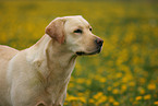 blonde Labrador Retriever