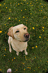 blonde Labrador Retriever