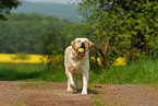 blonde Labrador Retriever