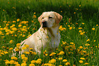 blonde Labrador Retriever