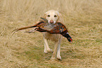 blonde Labrador Retriever