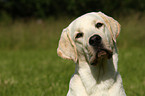 young Labrador Retriever