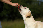 young Labrador Retriever