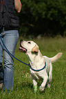 young Labrador Retriever