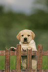 Labrador Retriever puppy at fence