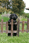 Labrador Retriever puppy at fence