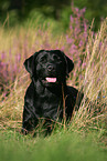 black Labrador Retriever