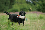 black Labrador Retriever