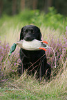 black Labrador Retriever