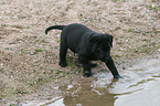 Labrador Retriever puppy