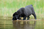 bathing Labrador Puppy