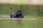 bathing Labrador Puppy