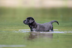 bathing Labrador Puppy