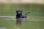 bathing Labrador Puppy