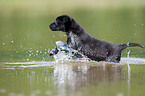 bathing Labrador Puppy