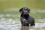 bathing Labrador Puppy