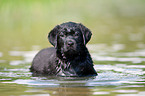 bathing Labrador Puppy