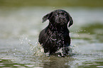 bathing Labrador Puppy