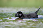 bathing Labrador Puppy