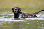 bathing Labrador Puppy