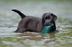 bathing Labrador Puppy