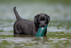 bathing Labrador Puppy