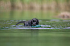 bathing Labrador Puppy