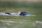 bathing Labrador Puppy