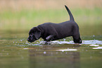 bathing Labrador Puppy