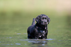 bathing Labrador Puppy