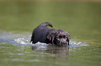 bathing Labrador Puppy