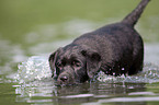 bathing Labrador Puppy