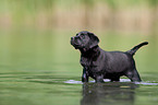 bathing Labrador Puppy