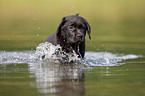 bathing Labrador Puppy