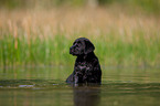 bathing Labrador Puppy