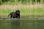 bathing Labrador Puppy