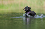 bathing Labrador Puppy