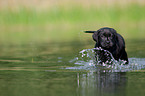 bathing Labrador Puppy