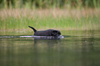 bathing Labrador Puppy