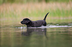 bathing Labrador Puppy