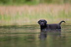 bathing Labrador Puppy