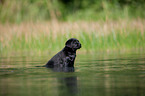 bathing Labrador Puppy