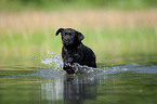 bathing Labrador Puppy