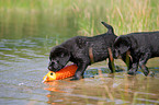 bathing Labrador Puppy