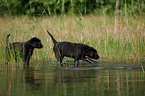 bathing Labrador Puppy